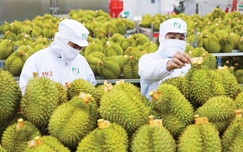 Trung Quốc phê duyệt thêm 829 mã số vùng trồng và 131 mã số cơ sở đóng gói sầu riêng của Việt Nam.
