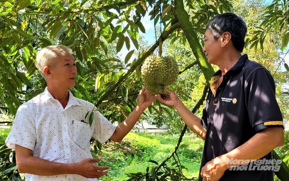 Chuẩn hóa từ gốc, liên kết theo chuỗi để sầu riêng phát triển bền vững