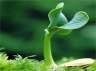 Quản lý giống cây trồng
