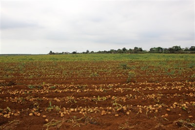 Các giải pháp canh tác khoai tây bền vững tại Gia Lai