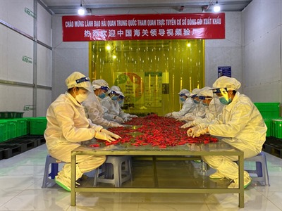 Thông tin về việc Trung Quốc cho phép nhập khẩu ớt tươi của Việt Nam