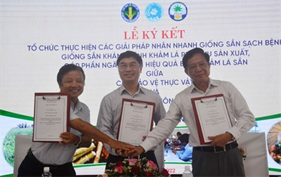 Hội thảo “Thực trạng và giải pháp phòng chống bệnh khảm lá sắn ở Việt Nam”