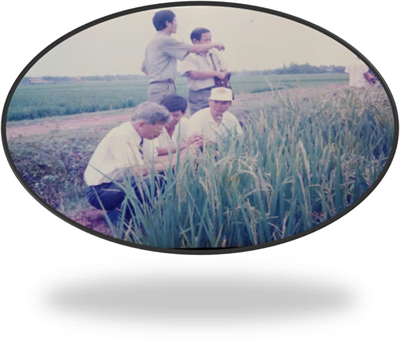 Hành trình 79 năm ngành Trồng trọt Việt Nam: Tự hào quá khứ - Vững bước tương lai