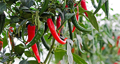 Thông báo tra cứu thông tin doanh nghiệp được phép xuất khẩu ớt tươi sang Trung Quốc