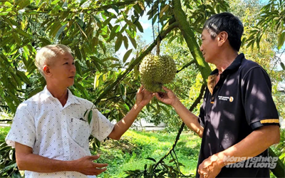 Chuẩn hóa từ gốc, liên kết theo chuỗi để sầu riêng phát triển bền vững