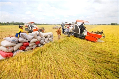 Phê duyệt Đề án giảm phát thải trồng trọt giai đoạn 2025-2035: Hướng tới an ninh lương thực và tăng trưởng xanh