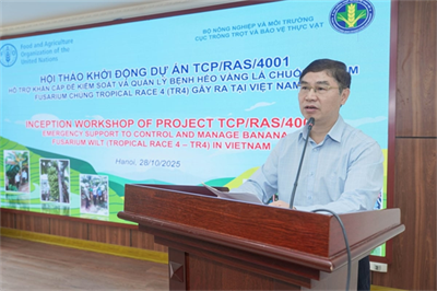 FAO hỗ trợ Việt Nam kiểm soát bệnh héo vàng chuối
