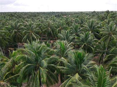 Quản lý sức khỏe cây dừa đáp ứng yêu cầu sản xuất gắn với người tiêu dùng